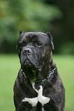 CANE CORSO 1260